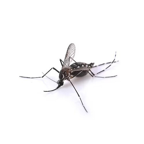 Андрей Сачишин