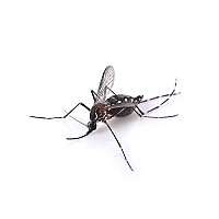 Андрей Сачишин