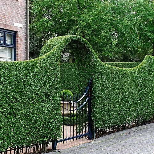 Игорь Альхимович