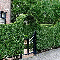 Игорь Альхимович