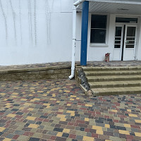 Фотографии для "Укладка тротуарной плитки под ключ"