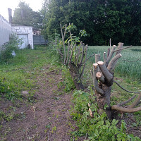 Фотографии для &quot;Обрезка деревьев&quot;