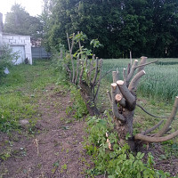 Фотографии для &quot;Обрезка деревьев&quot;
